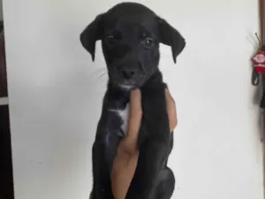 Cachorro raça SRD-ViraLata idade 2 a 6 meses nome Filhote para adoção 