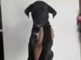 Filhote para adoção