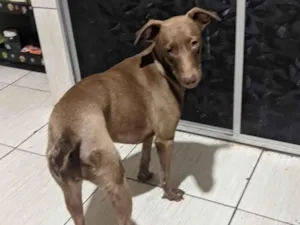 Cachorro raça SRD-ViraLata idade 1 ano nome Doação de animal Fêmea veadeiro nacional