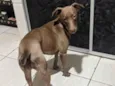 Doação de animal Fêmea veadeiro nacional