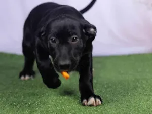 Cachorro raça SRD-ViraLata idade 2 a 6 meses nome Luck 