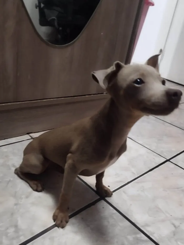 Cachorro ra a SRD-ViraLata idade 2 a 6 meses nome Titi 