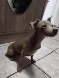 Titi