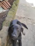 Apollo