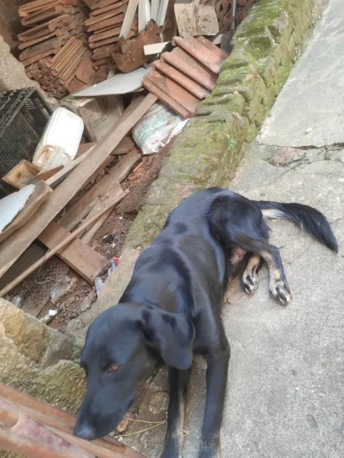 Cachorro ra a SRD-ViraLata idade 1 ano nome Apollo