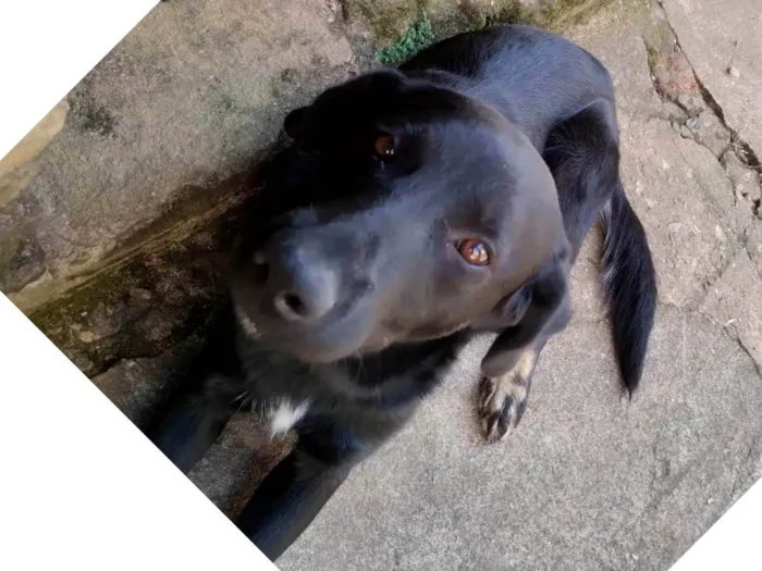 Cachorro ra a SRD-ViraLata idade 1 ano nome Apollo