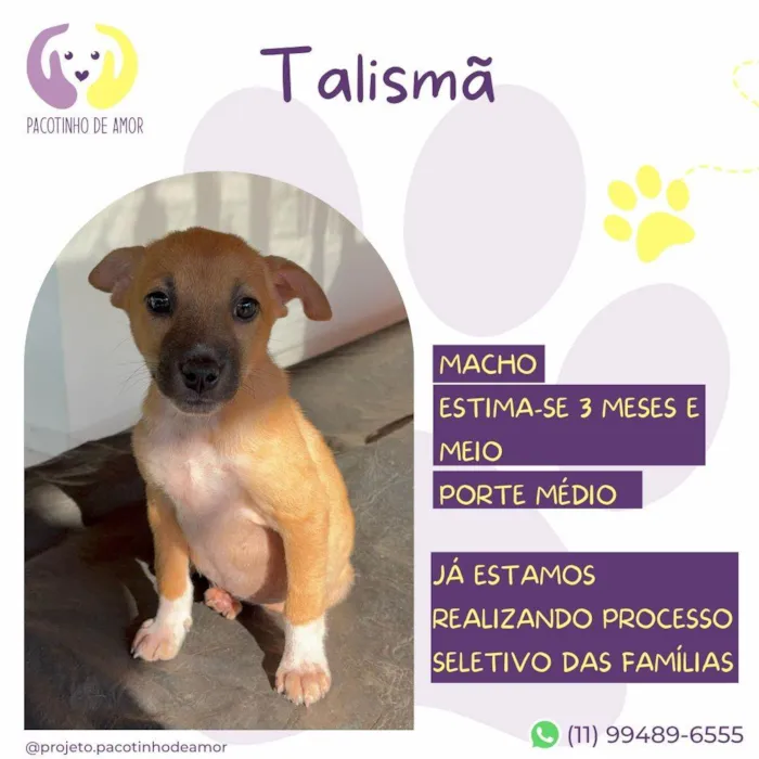 Cachorro ra a SRD-ViraLata idade 2 a 6 meses nome Talismã