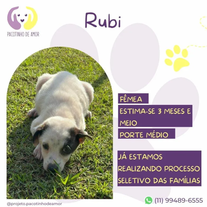 Cachorro ra a SRD-ViraLata idade 2 a 6 meses nome Rubi