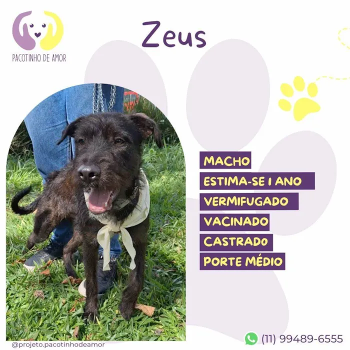 Cachorro ra a SRD-ViraLata idade 1 ano nome Zeus :)