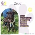 Zeus :)