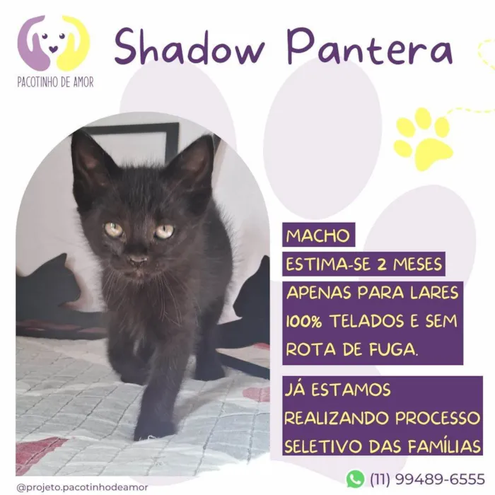 Gato ra a SRD-ViraLata idade Abaixo de 2 meses nome Shadow Pantera