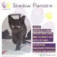 Shadow Pantera