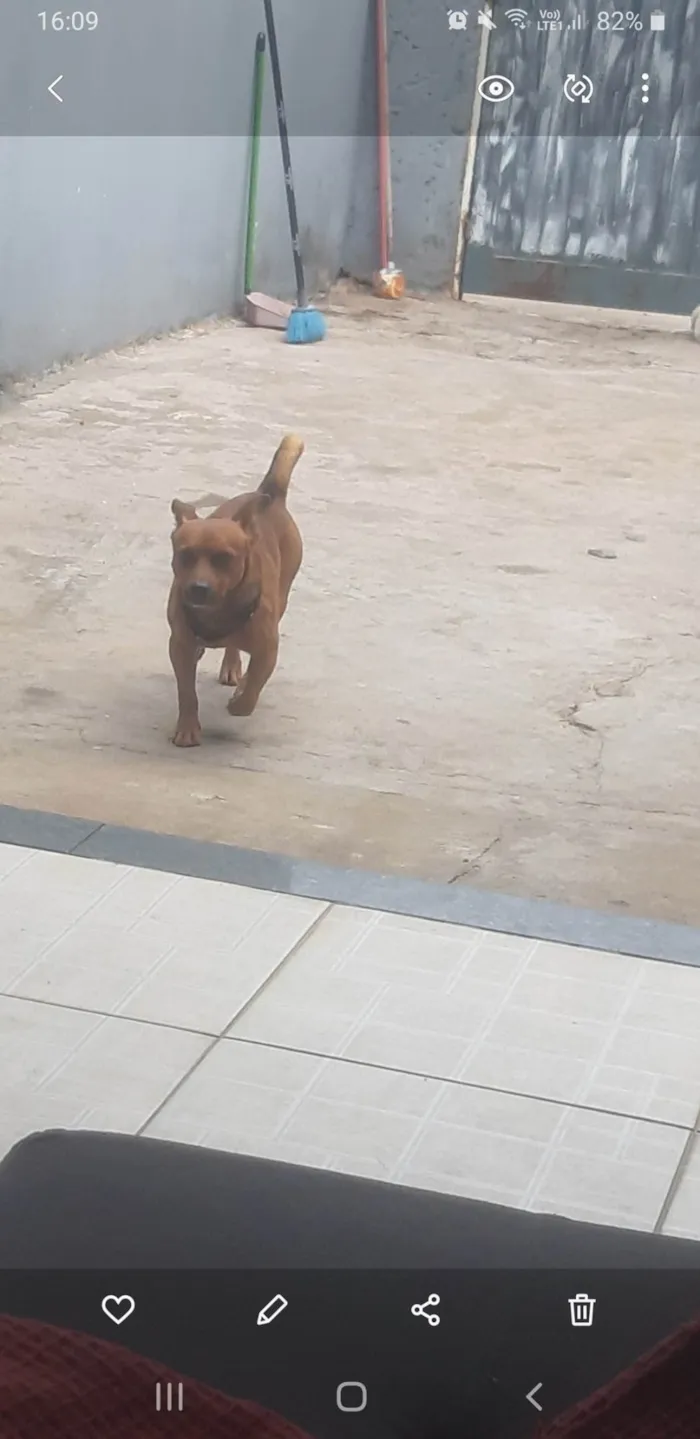 Cachorro ra a SRD-ViraLata idade 6 ou mais anos nome Marley