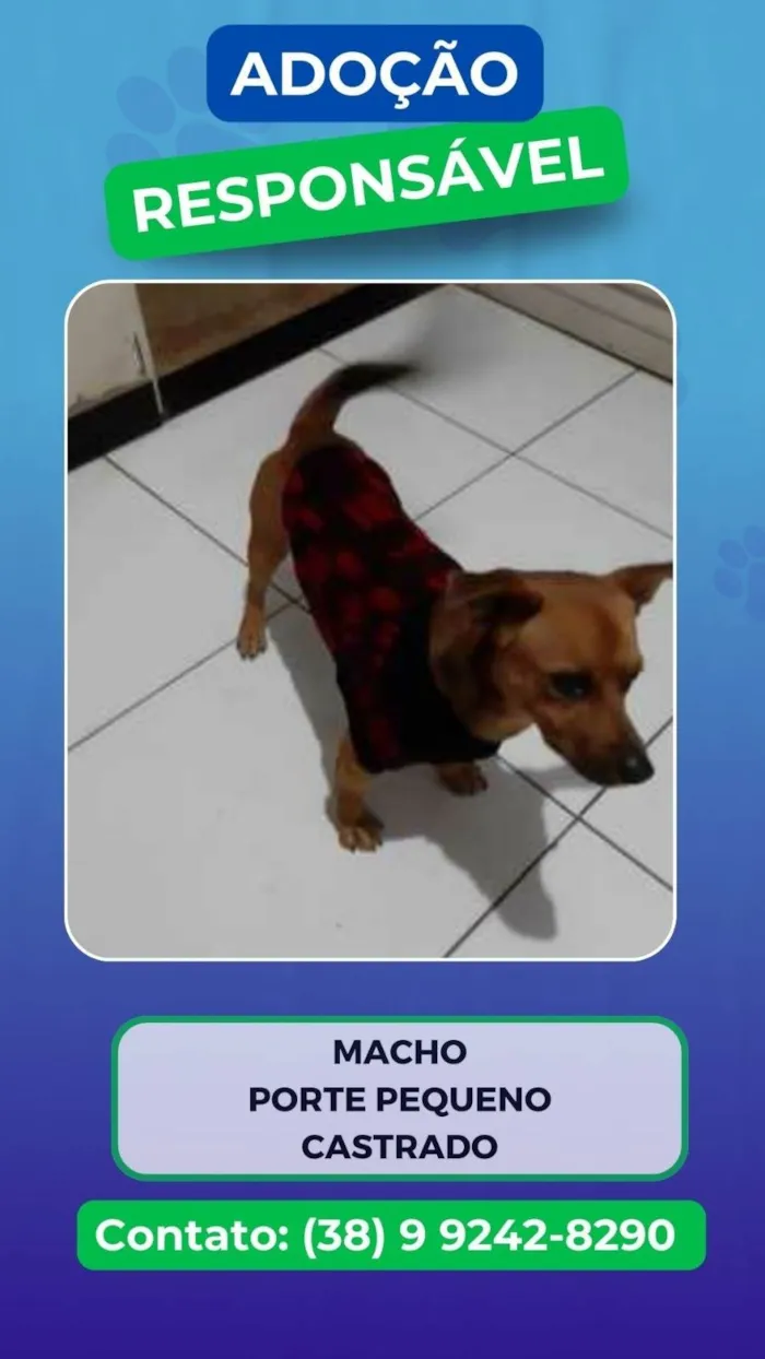 Cachorro ra a SRD-ViraLata idade 6 ou mais anos nome Marley