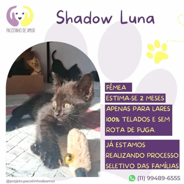 Gato ra a SRD-ViraLata idade Abaixo de 2 meses nome Shadow Luna