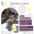 Shadow Luna