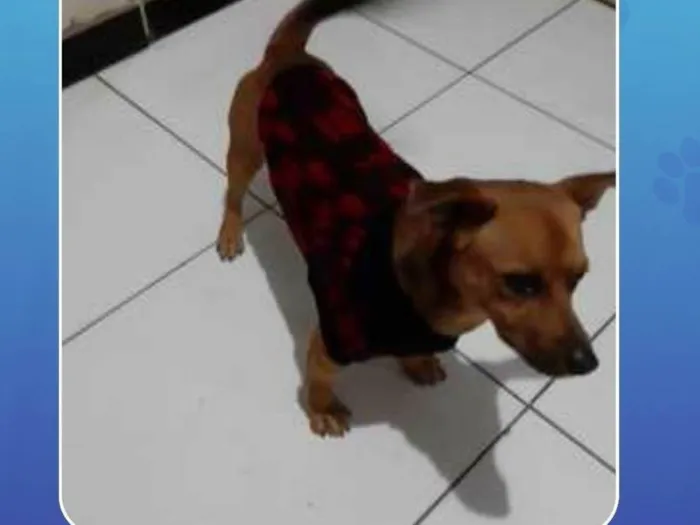 Cachorro ra a SRD-ViraLata idade 6 ou mais anos nome Marley