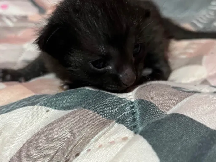 Gato ra a SRD-ViraLata idade Abaixo de 2 meses nome Não possui nome