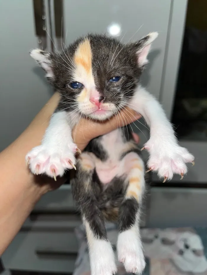 Gato ra a SRD-ViraLata idade Abaixo de 2 meses nome Não possui 