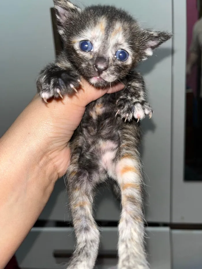 Gato ra a SRD-ViraLata idade Abaixo de 2 meses nome Não possui 