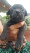 9 cães