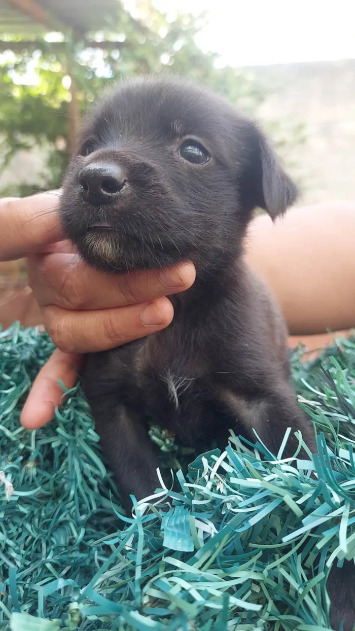 Cachorro ra a SRD-ViraLata idade Abaixo de 2 meses nome 9 cães 