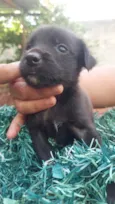 9 cães