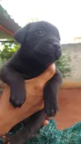 9 cães