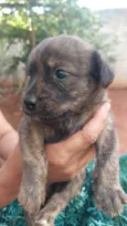9 cães