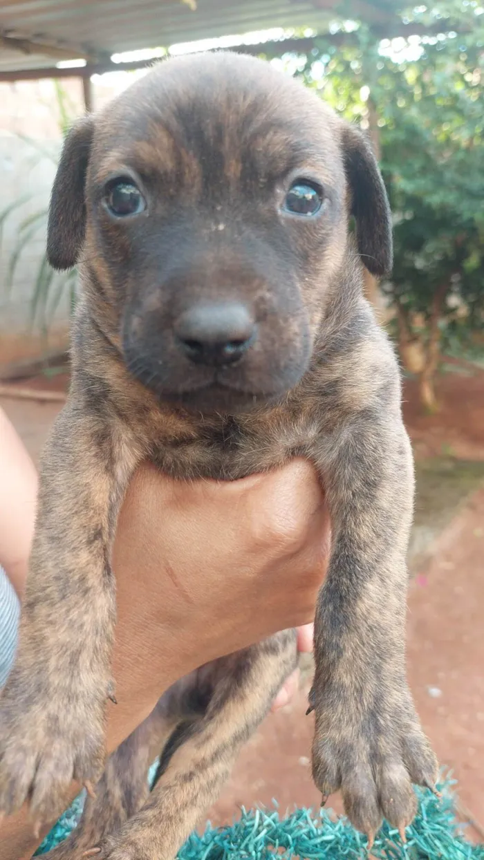 Cachorro ra a SRD-ViraLata idade Abaixo de 2 meses nome 9 cães 