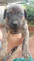 9 cães