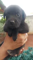 9 cães