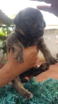 9 cães