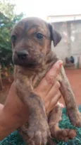 9 cães