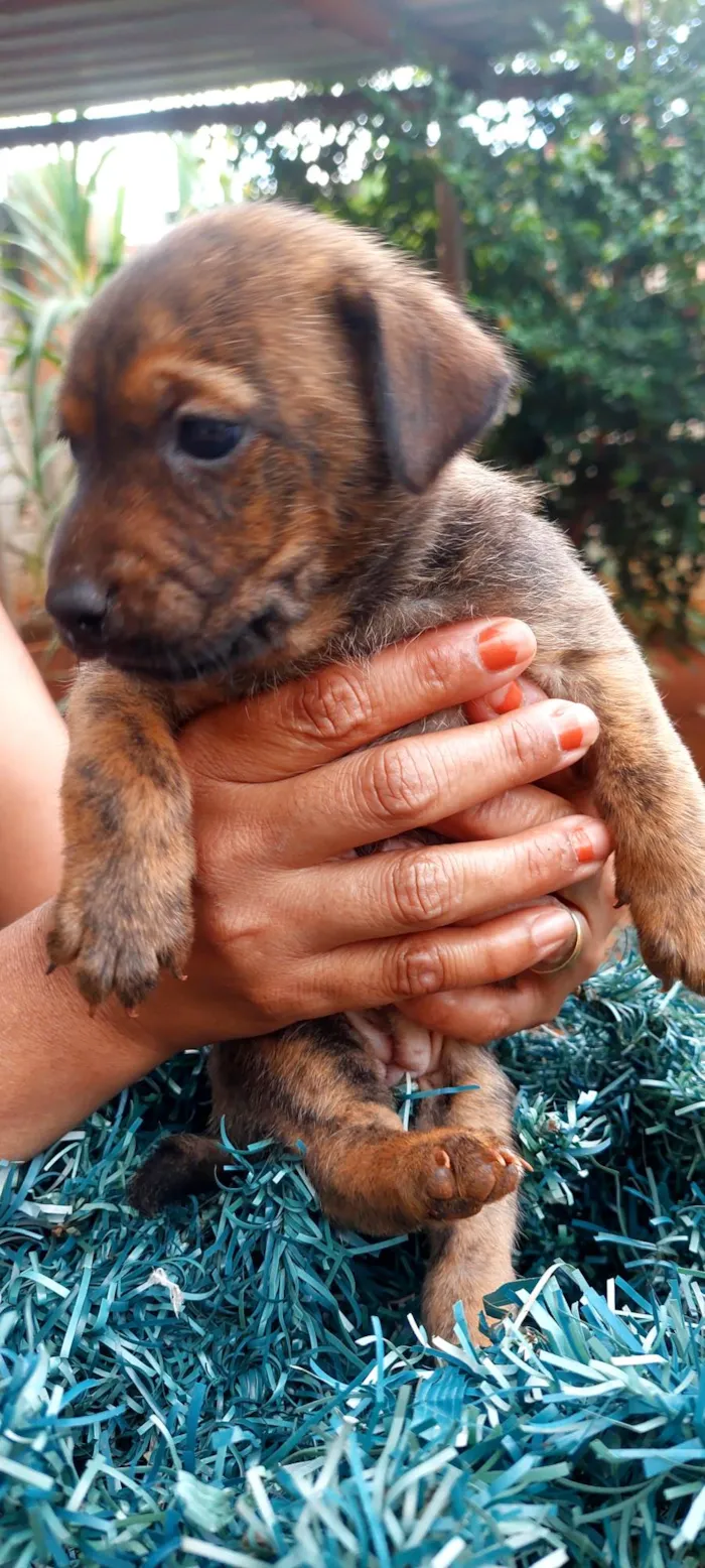 Cachorro ra a SRD-ViraLata idade Abaixo de 2 meses nome 9 cães 