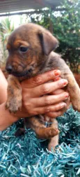 9 cães