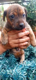 9 cães