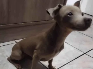Cachorro raça SRD-ViraLata idade 2 a 6 meses nome Titi 