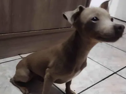 Cachorro raça SRD-ViraLata idade 2 a 6 meses nome Titi 