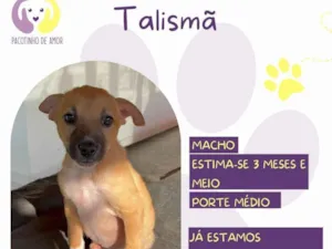Cachorro raça SRD-ViraLata idade 2 a 6 meses nome Talismã