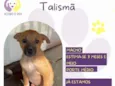 Talismã