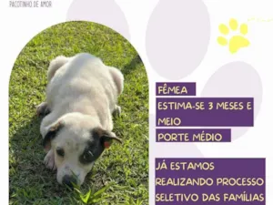 Cachorro raça SRD-ViraLata idade 2 a 6 meses nome Rubi