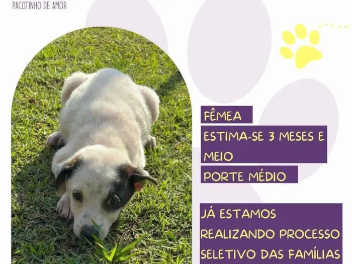 Cachorro ra a SRD-ViraLata idade 2 a 6 meses nome Rubi
