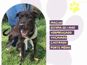 Cachorro raça SRD-ViraLata idade 1 ano nome Zeus :)