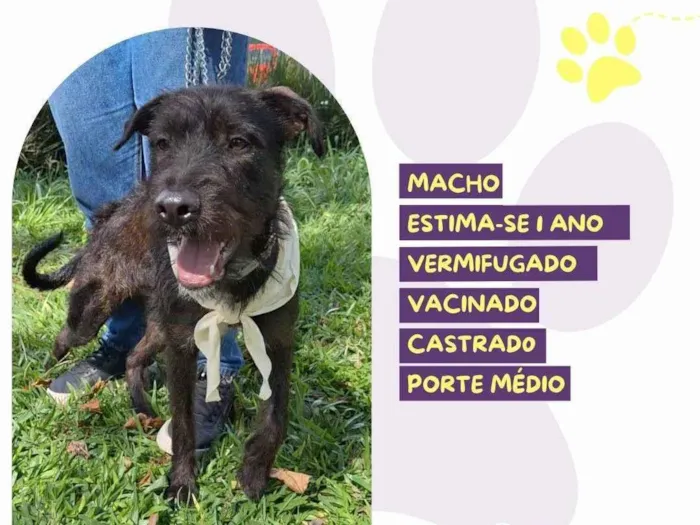 Cachorro ra a SRD-ViraLata idade 1 ano nome Zeus :)