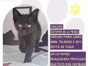 Gato raça SRD-ViraLata idade Abaixo de 2 meses nome Shadow Pantera