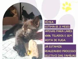 Gato raça SRD-ViraLata idade Abaixo de 2 meses nome Shadow Luna