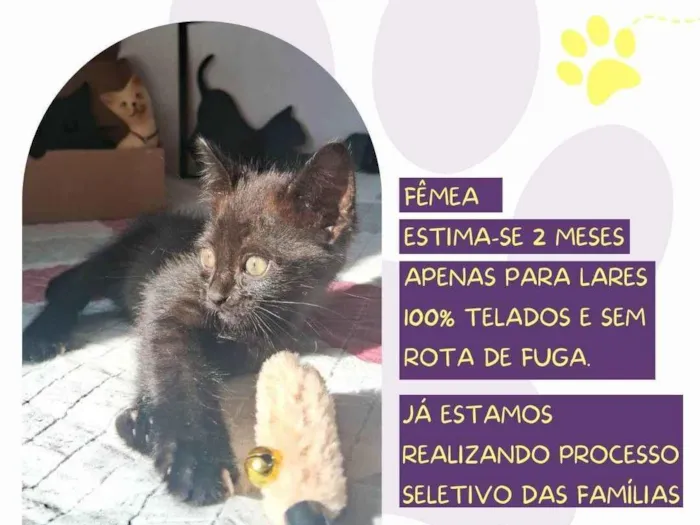 Gato ra a SRD-ViraLata idade Abaixo de 2 meses nome Shadow Luna