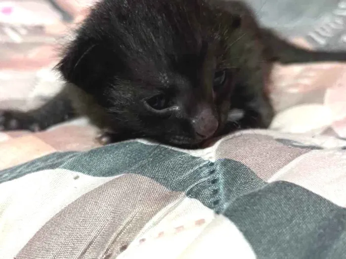 Gato ra a SRD-ViraLata idade Abaixo de 2 meses nome Não possui nome