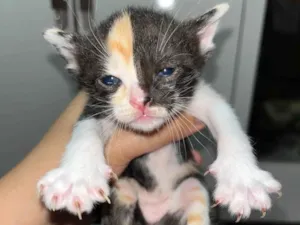Gato raça SRD-ViraLata idade Abaixo de 2 meses nome Não possui 